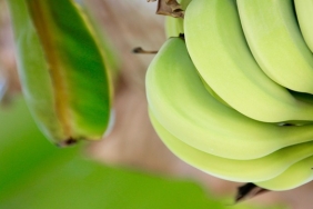 Muzun sağlığa faydaları