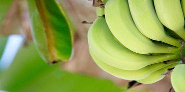 Muzun sağlığa faydaları