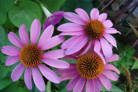 Ekinezyanın Faydaları ve Zararları