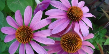 Ekinezyanın Faydaları ve Zararları