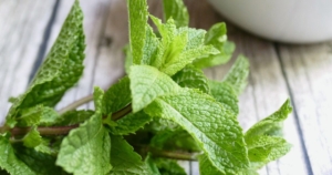 Hamilelikte Nane Yenir Mi?