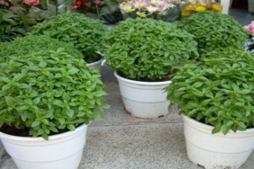 Fesleğenin Faydaları