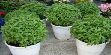 Fesleğenin Faydaları