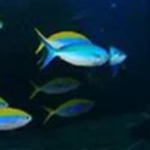 Omega 3 Ne İşe Yarar?