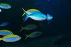 Omega 3 Ne İşe Yarar?