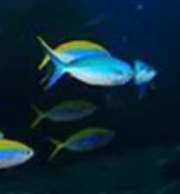 Omega 3 Ne İşe Yarar?