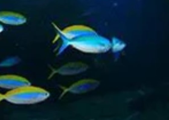 Omega 3 Ne İşe Yarar?